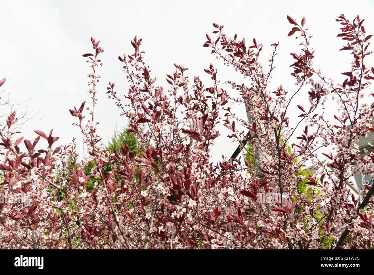 Fragment of a flowering tree Stock Photo