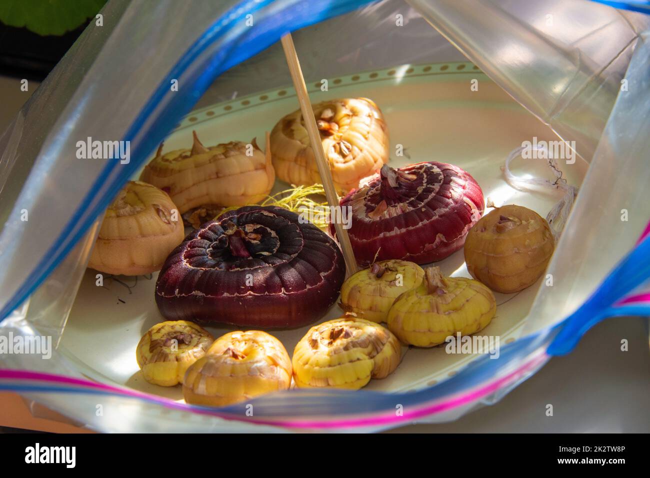 Gladiolus bulbs in a plastic bag Stock Photo