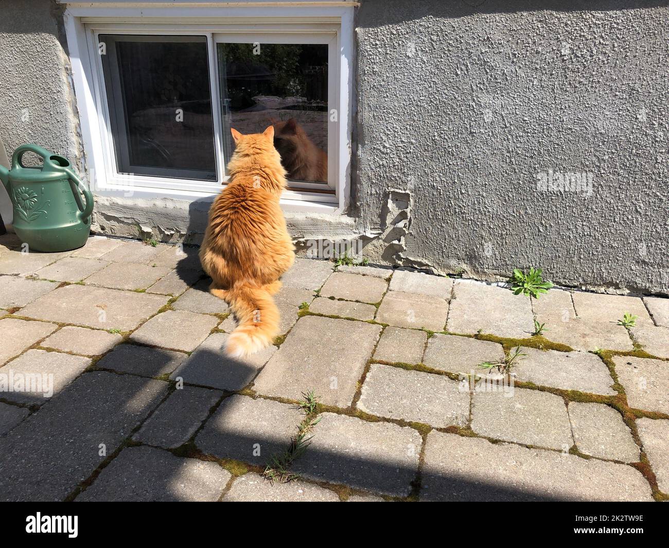 The cat sits by the window and asks to go home Stock Photo Alamy