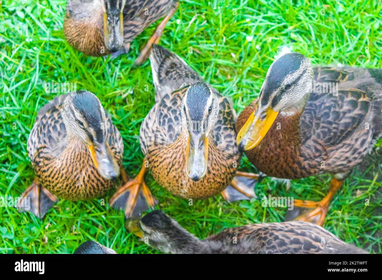 Male female mallard ducks on green grass natural background Germany. Stock Photo