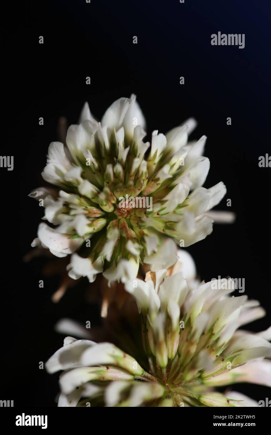 White wild flower blossom close up botanical background Trifolium alexandrinum family leguminosae high quality big size print Stock Photo