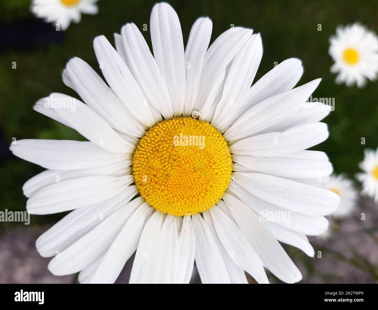 Chamomile in the meadow close-up Stock Photo - Alamy