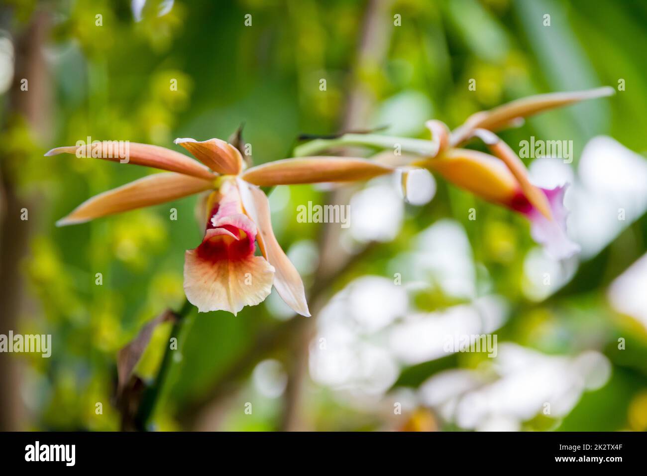 Orchid flower, Phaius wallichii Stock Photo