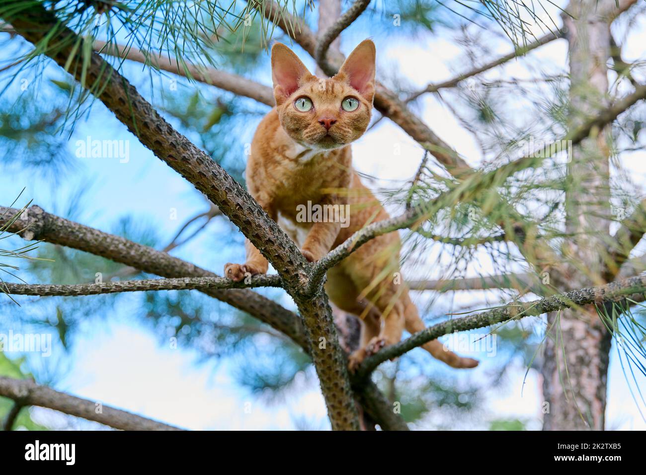 Serious ginger cat Devon rex on a tree attentively watching hunts Stock Photo