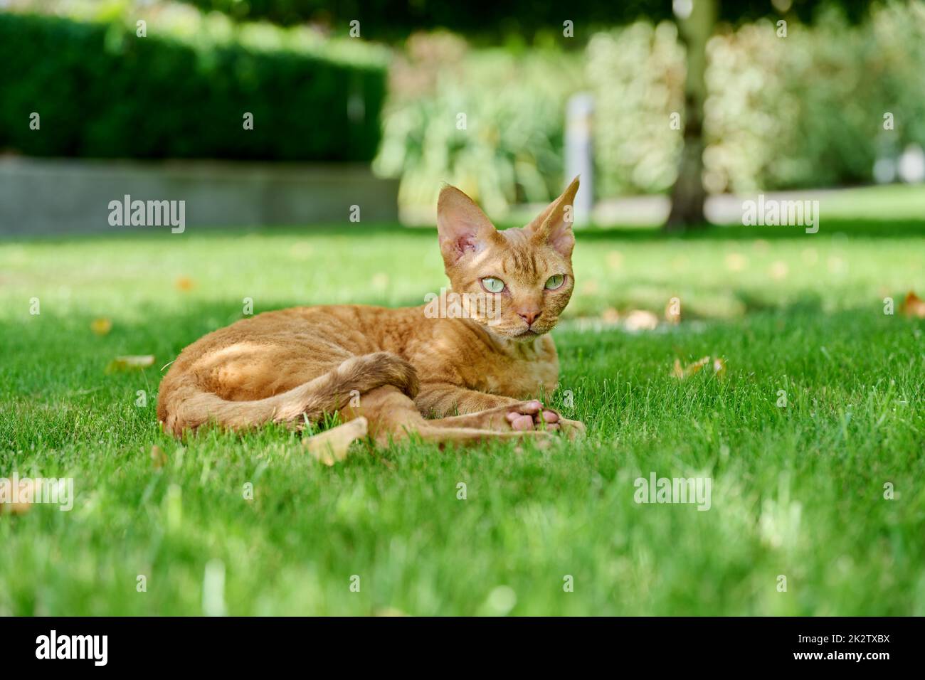 Red Devon Rex cat lying on the green grass Stock Photo