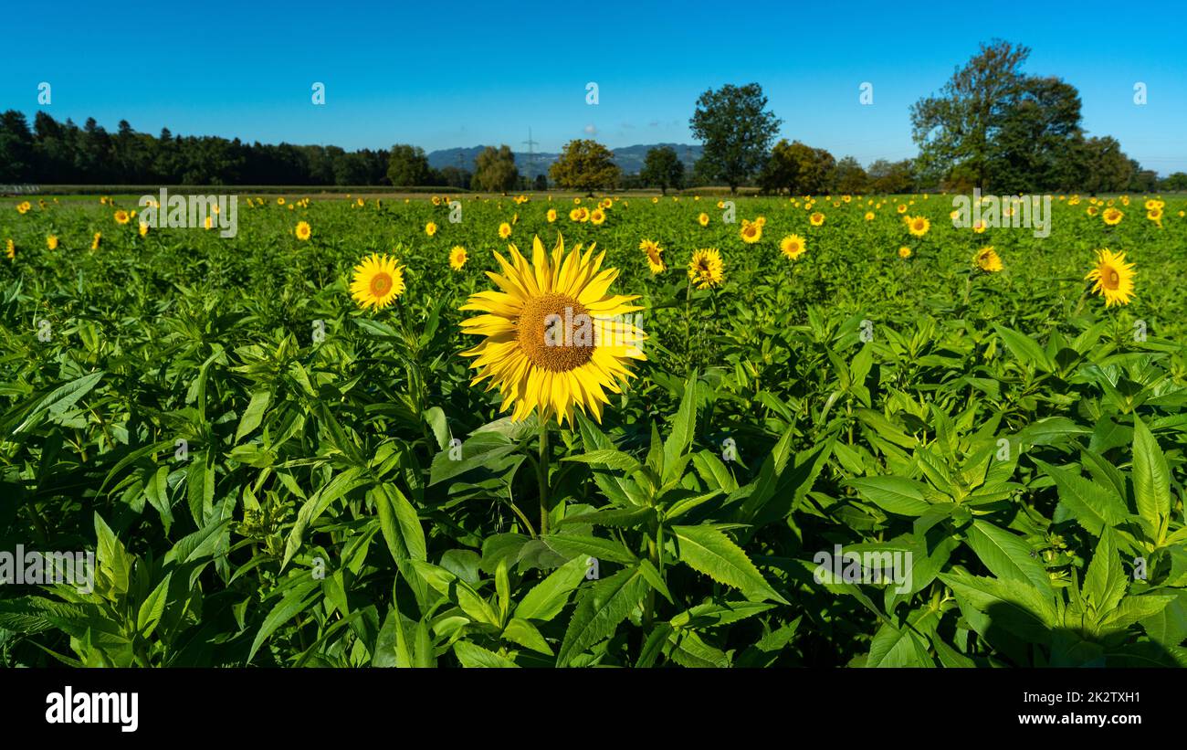 gelbe Sonnenblumen mit Bienen auf einem frisch grünen Feld. Sommer Panorama mit Blumen und Bienen an der Arbeit, blauer Himmel und Wald im Hintergrund Stock Photo