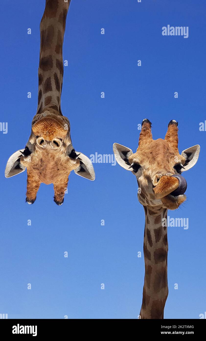 Two giraffes with blue sky as background color. Giraffe, head and face