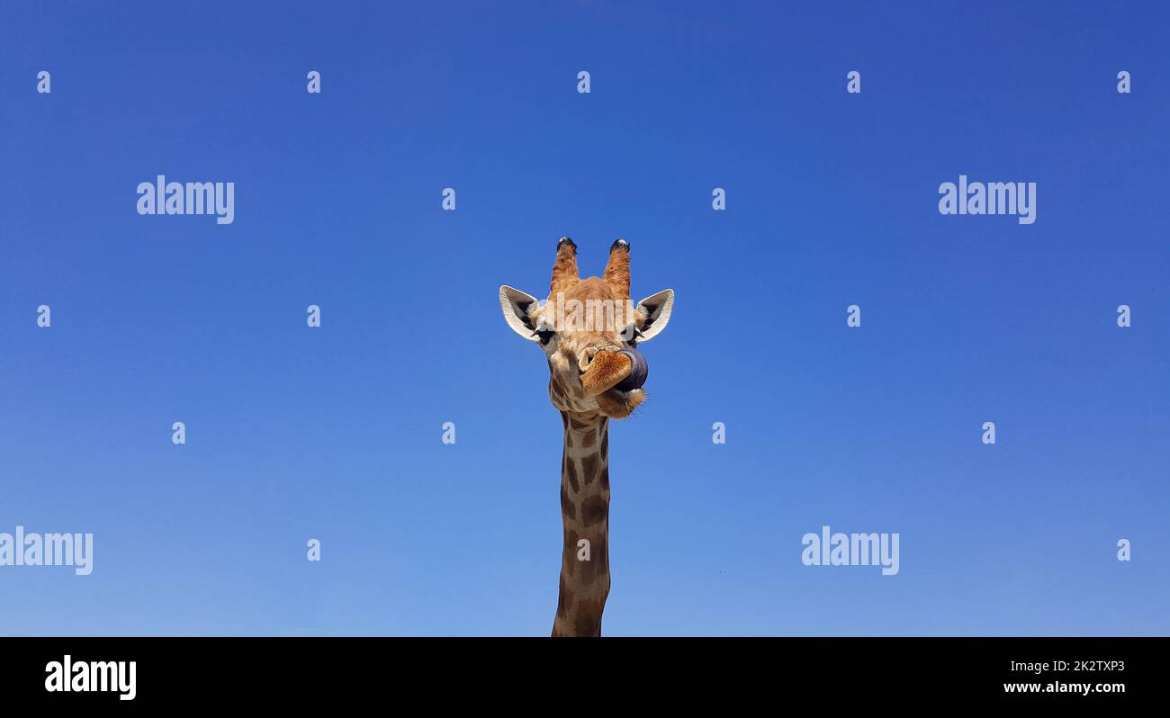 Giraffe with tongue hanging out, with blue sky as background color. Giraffe, head and face against a blue sky without clouds with copy space. Giraffa camelopardalis. Funny giraffe portrait. Stock Photo