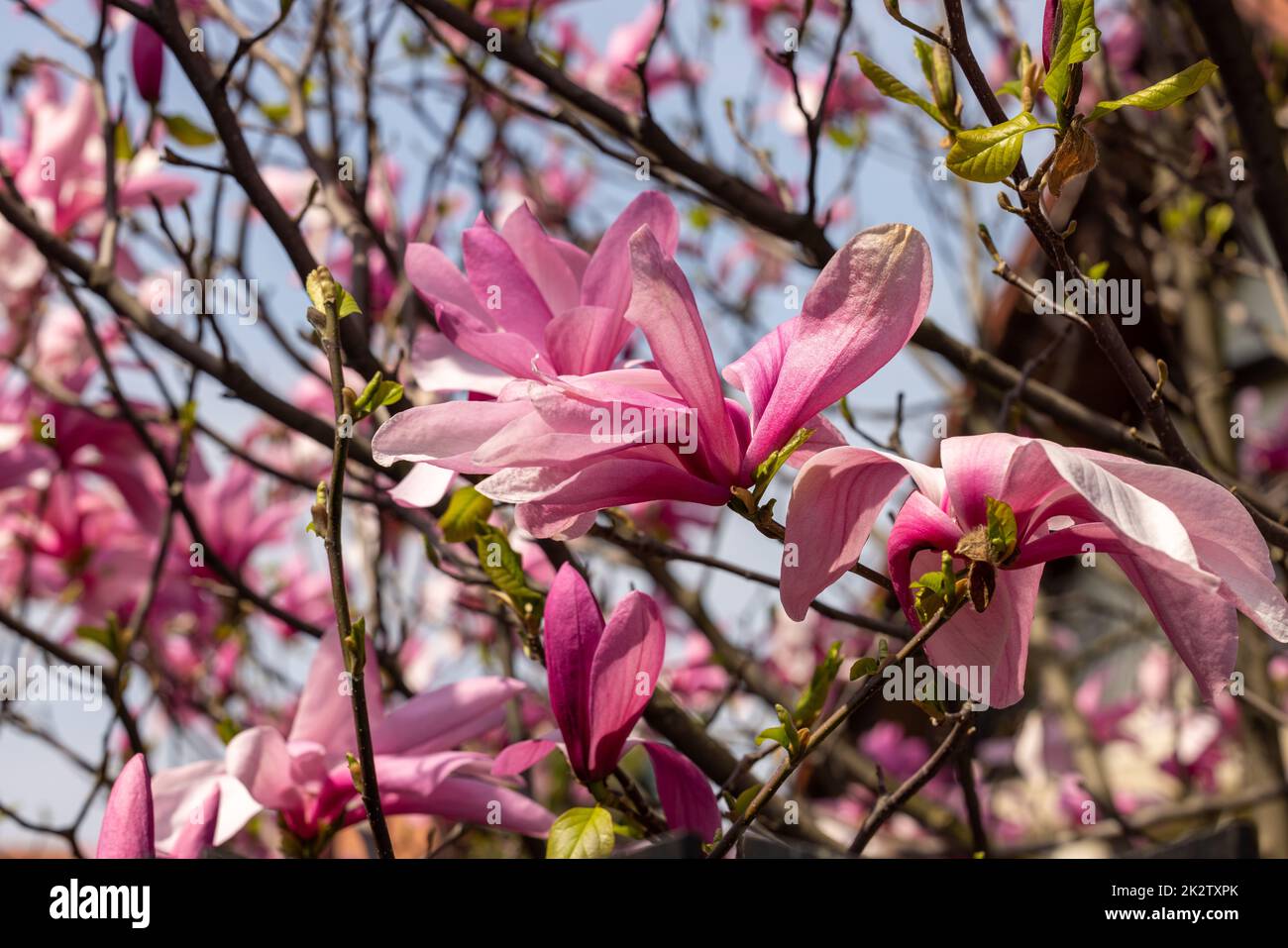 Pink magnolia flowers on a tree branch Stock Photo - Alamy