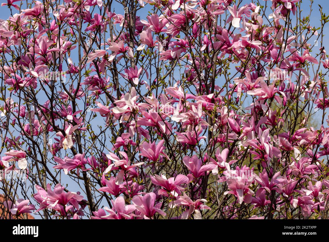 Pink magnolia flowers on a tree branch Stock Photo Alamy