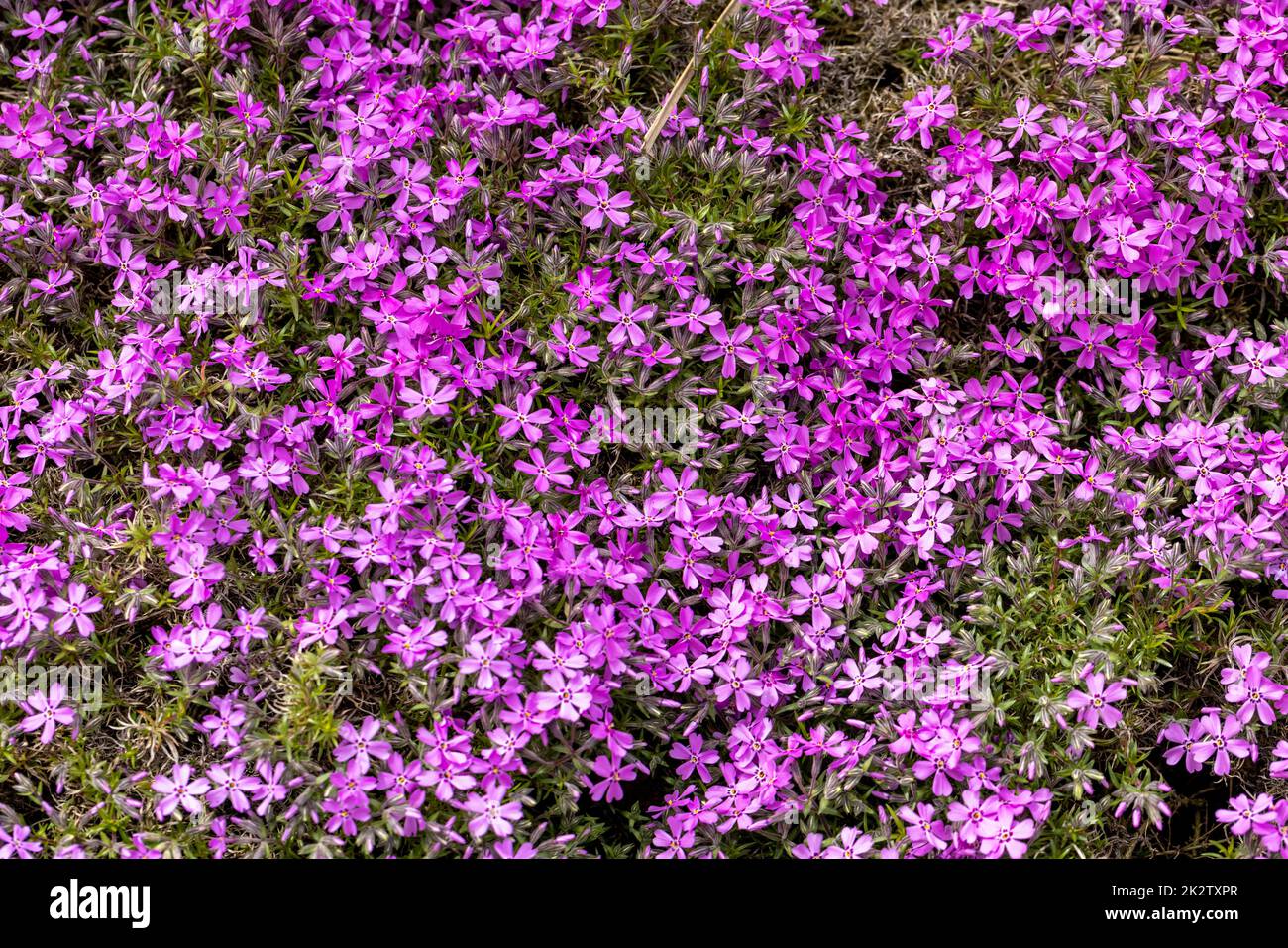 lilac aubrieta deltoidea flowers Stock Photo