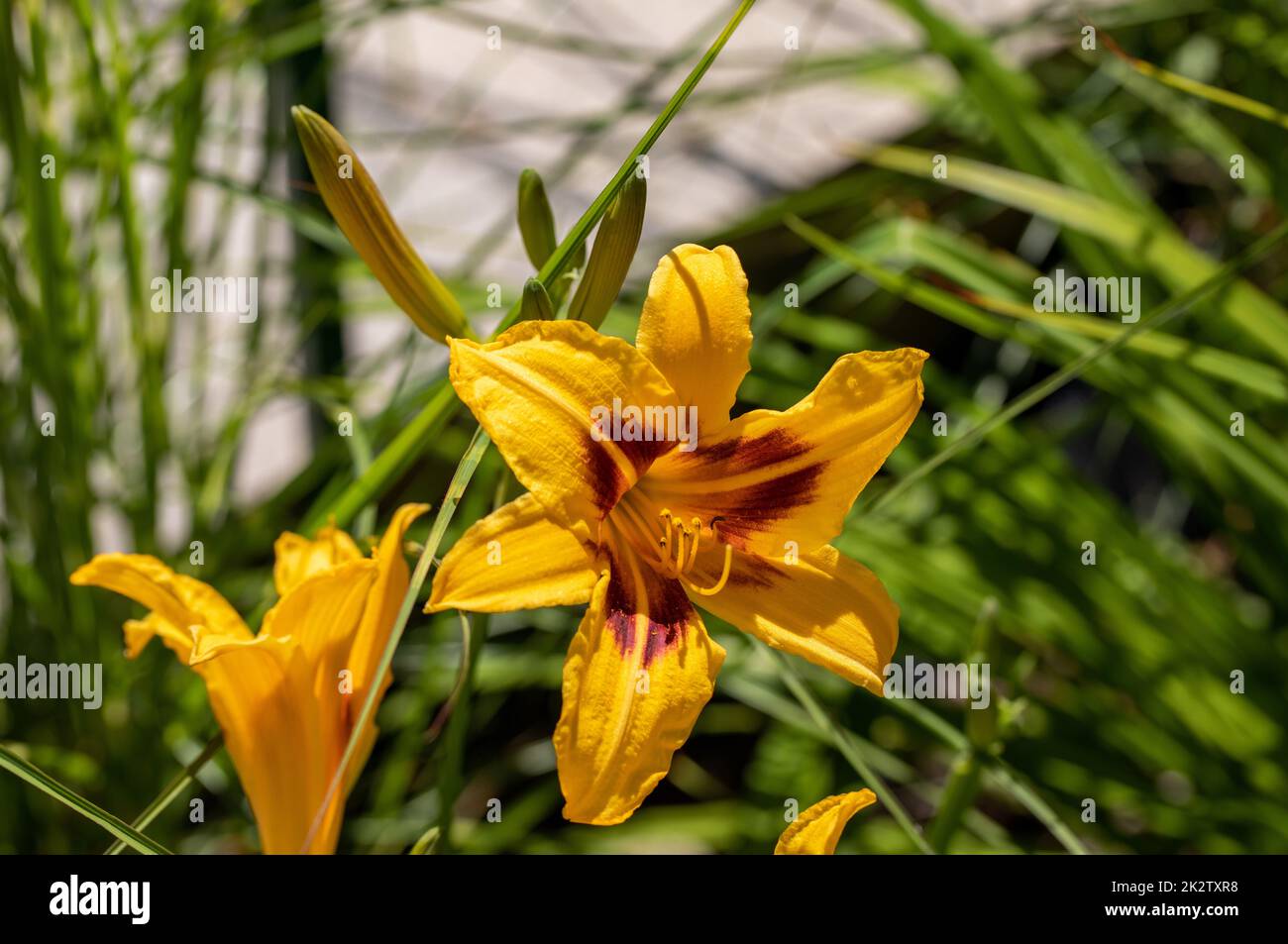 orange lily flower with delicate petals in garden Stock Photo