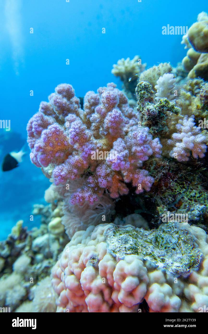 Colorful, picturesque coral reef at bottom of tropical sea, great pink Pocillopora coral and air bubbles in the water, underwater landscape Stock Photo