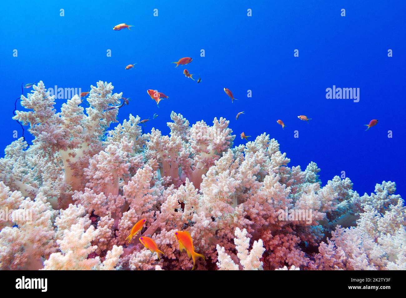 coral reef with sotf broccoli coral and exotic fishes anthias at the botto of tropical sea Stock Photo