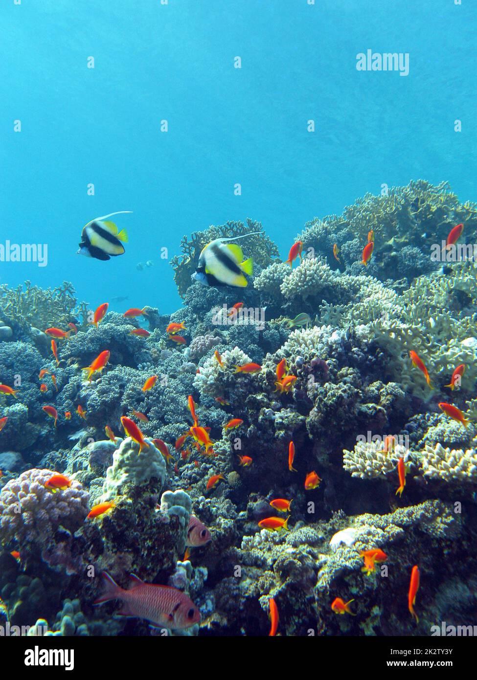 coral reef with hard and fire coral and exotic fishes at the botto of tropical sea Stock Photo
