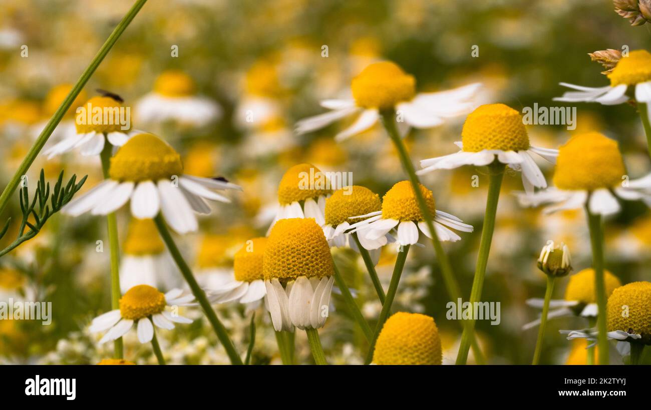 Meadow chamomile grass close hi-res stock photography and images - Alamy