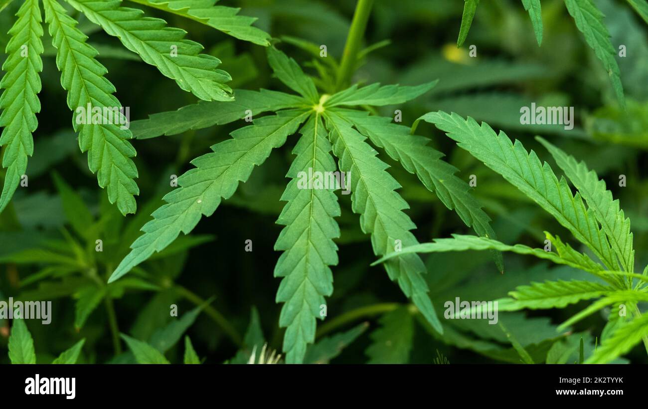 Cannabis Plants Background Stock Photo Alamy cannabis-plants-background-stock-photo-alamy