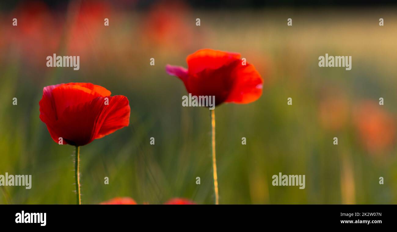 Crop field with poppy flowers in spring. Stock Photo