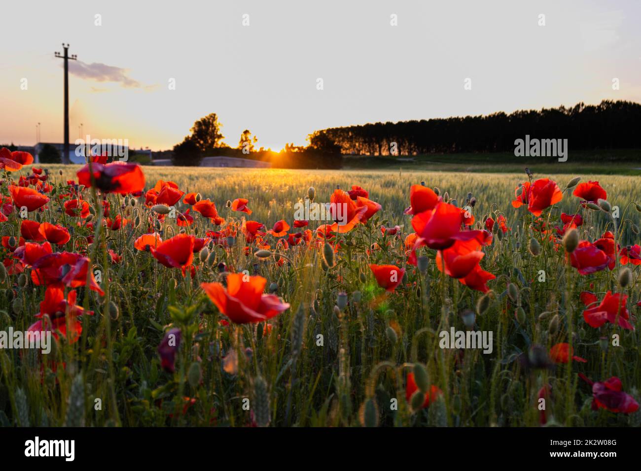Crop field with poppy flowers in spring. Stock Photo