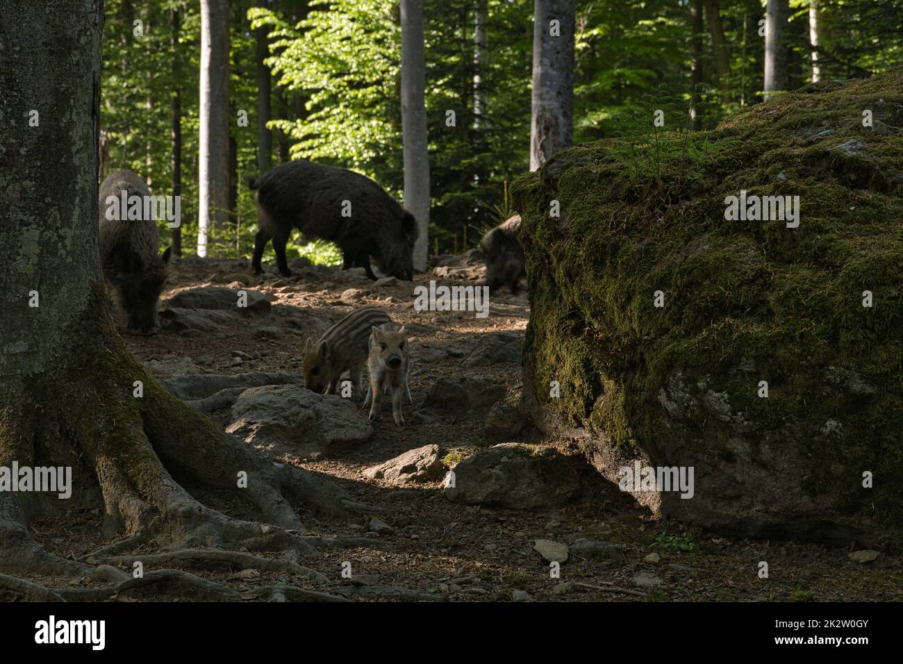 Two young wild boars in a forest clearing Stock Photo