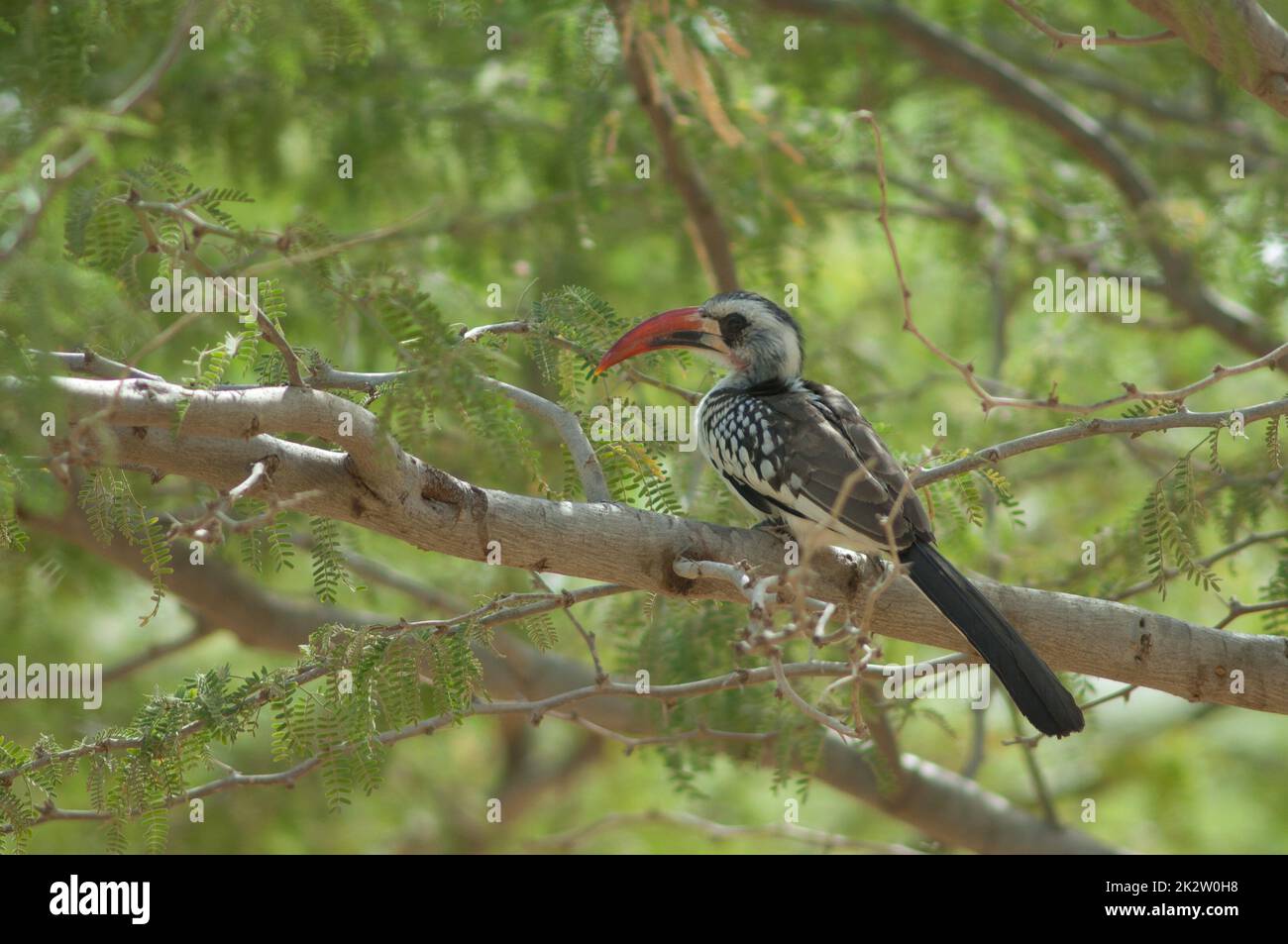 Northern red-billed hornbill on a branch of gum acacia. Stock Photo