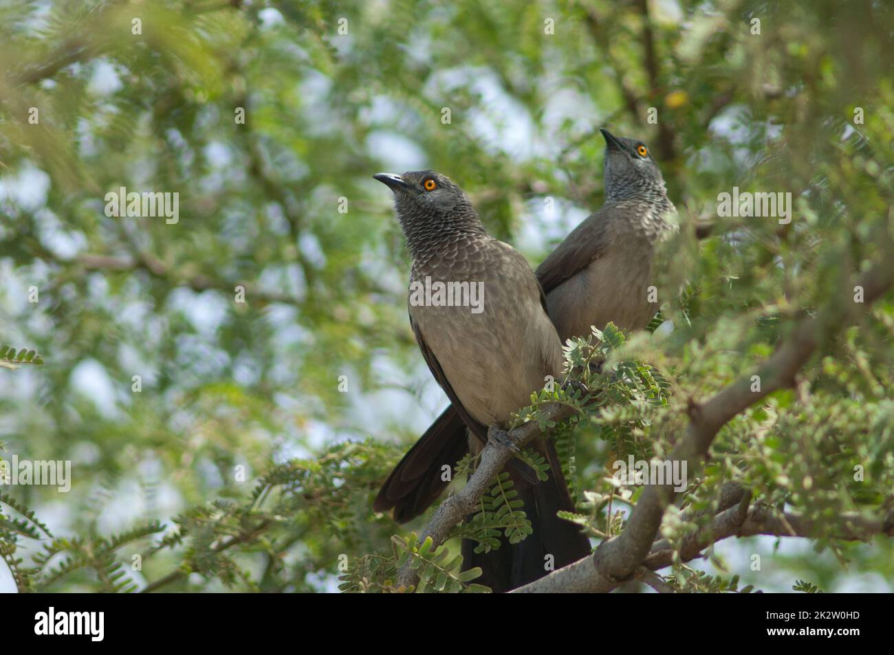 Brown babblers on a branch of gum acacia. Stock Photo