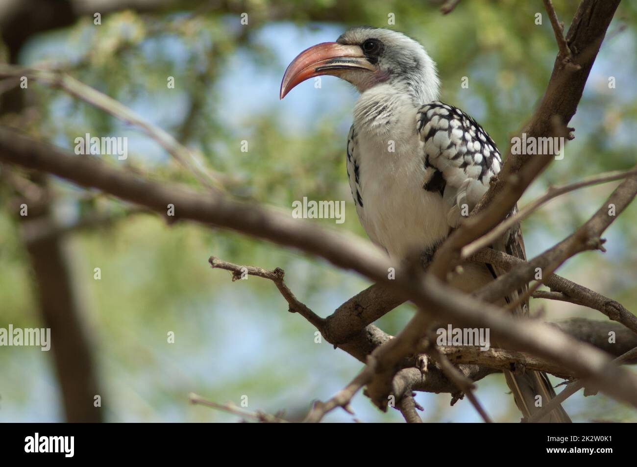 Northern red-billed hornbill Tockus erythrorhynchus kempi on a tree. Stock Photo