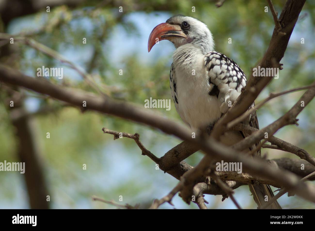 Northern red-billed hornbill Tockus erythrorhynchus kempi on a tree. Stock Photo