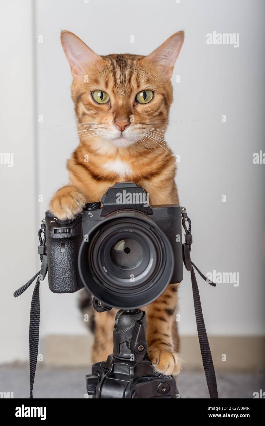 Bengal cat - a photographer takes pictures on a camera on a tripod in the house. Stock Photo