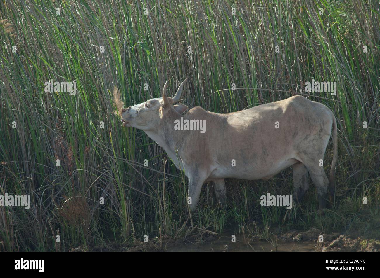 Zebu eating in the Oiseaux du Djoud Stock Photo Alamy
