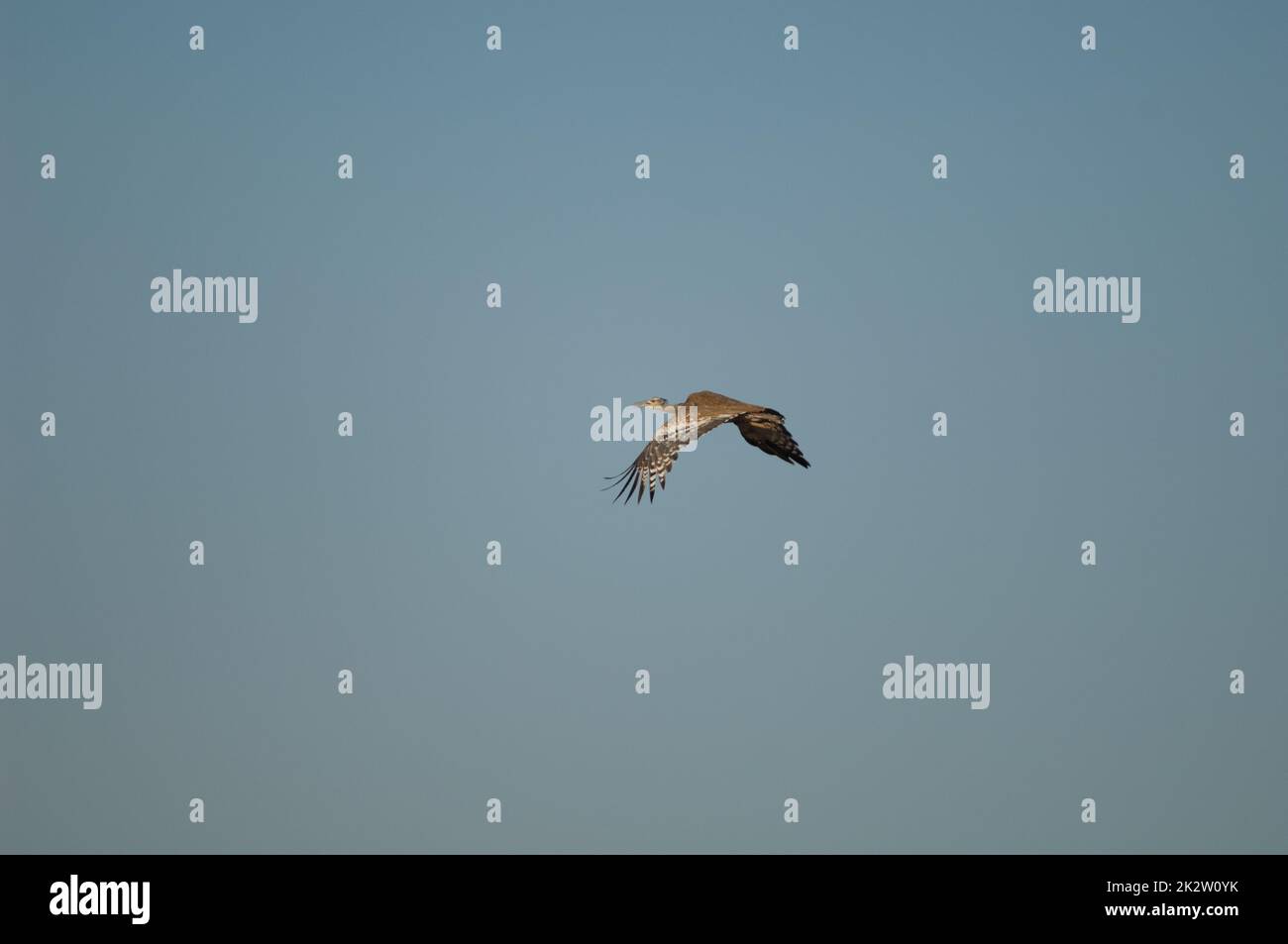 Arabian bustard Ardeotis arabs stieberi in flight Stock Photo - Alamy