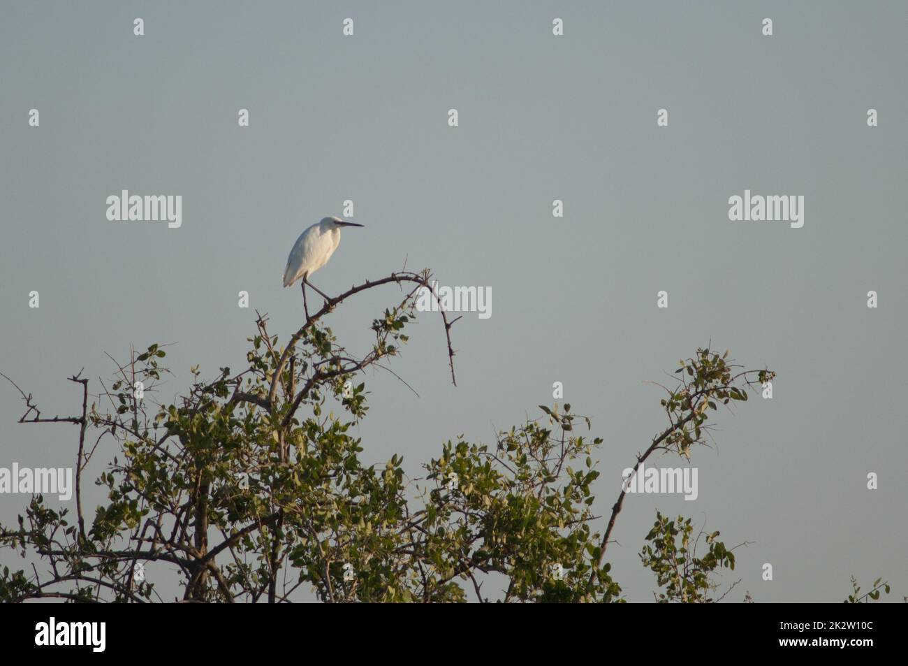 halo mega bloks red team