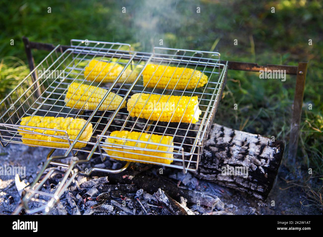 Roasted corn cobs of yellow succulent corn grilled on a wire rack. Stock Photo