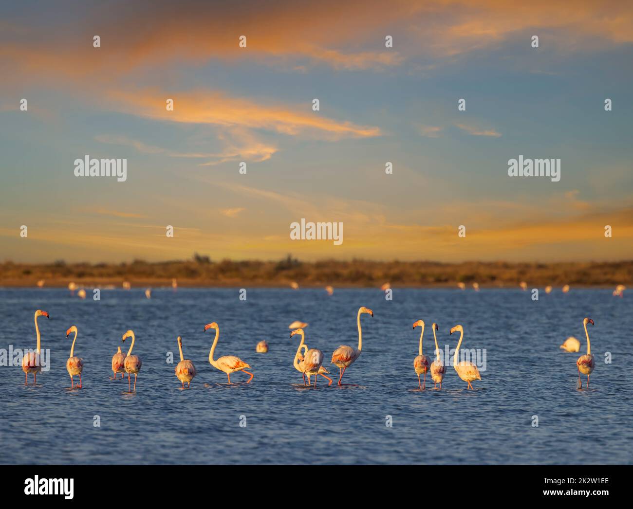 Flamingo in Parc Naturel regional de Camargue, Provence, France Stock Photo