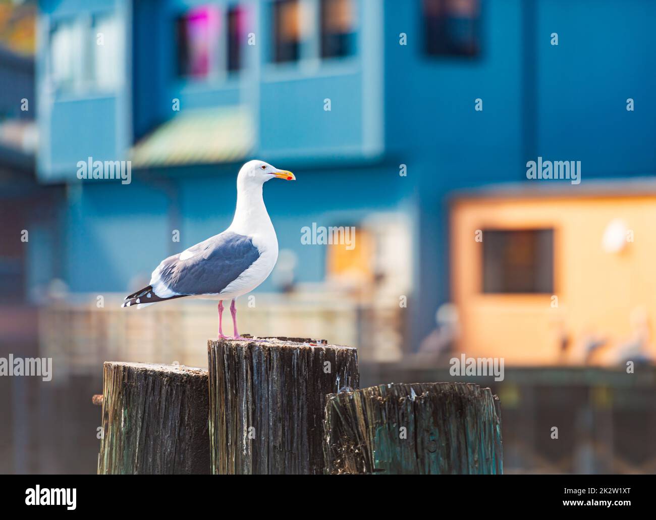 Seagull on tree trunk in Monterey Stock Photo