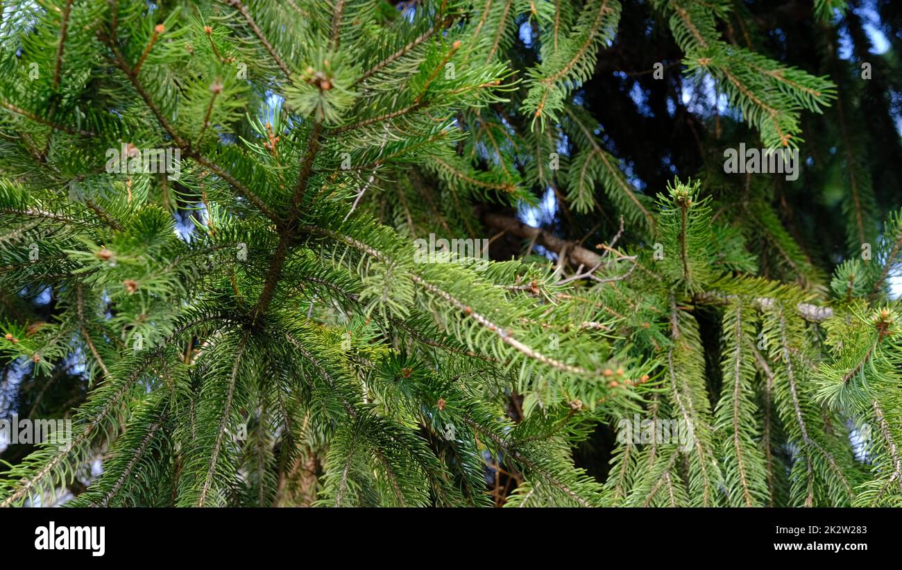 the spruce tree. the natural tree for the background. Green spruce tree shaking braanches Stock Photo