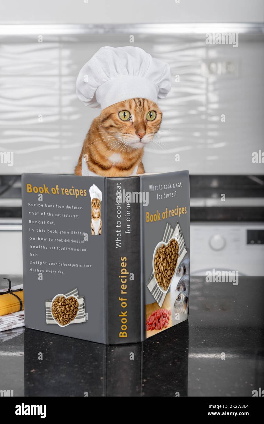 Portrait of a funny cat dressed as a chef deciding what to cook with a recipe book. Stock Photo