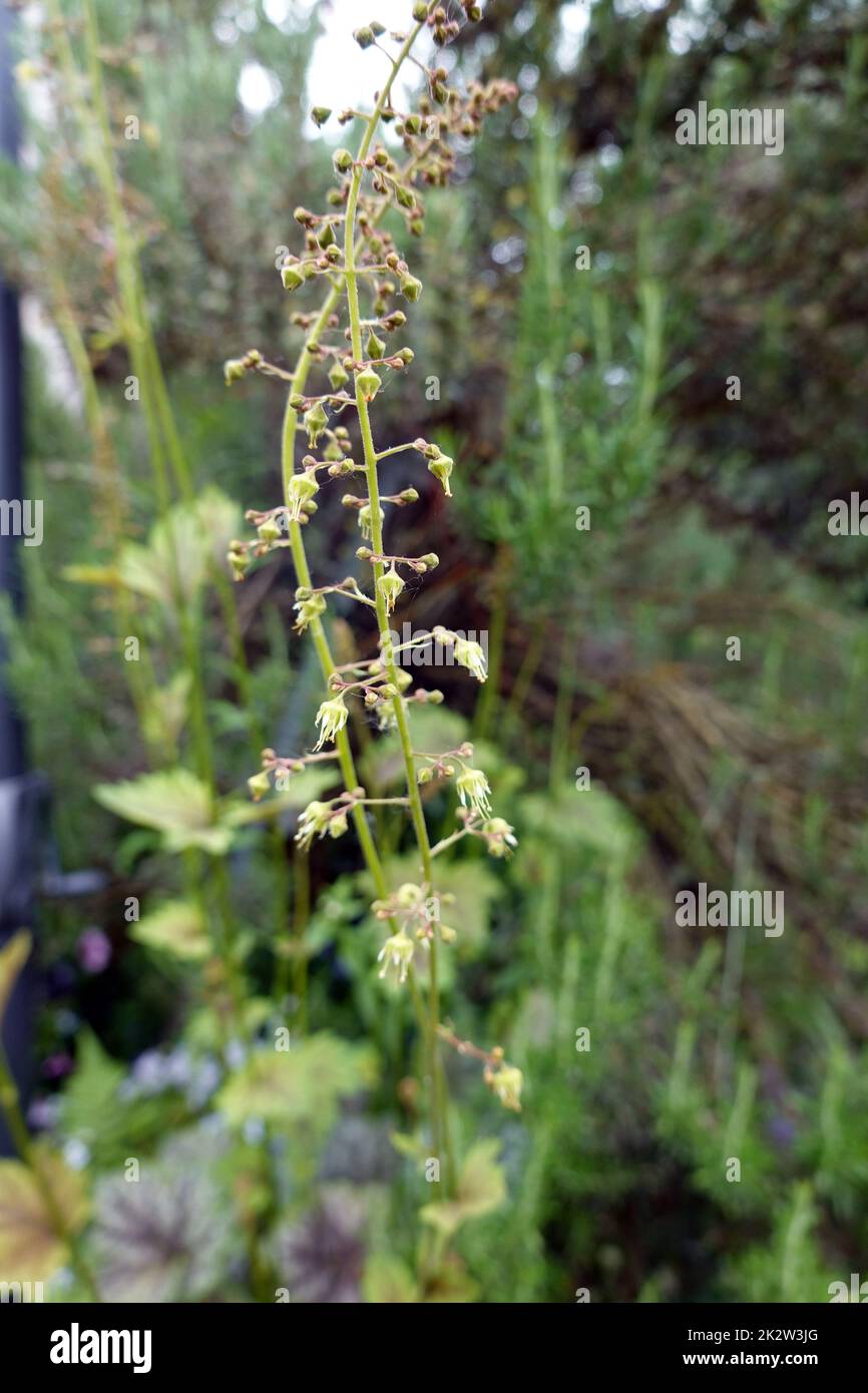PurpurglÃ¶ckchen (Heuchera americana) Green Spice, Zierpflanze mit unscheinbaren BlÃ¼ten Stock Photo