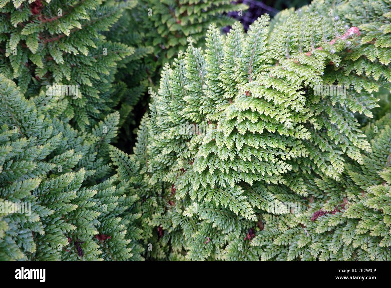 Flaumfeder-Filigranfarn - Polystichum setiferum 'Plumosum Densum' Stock Photo