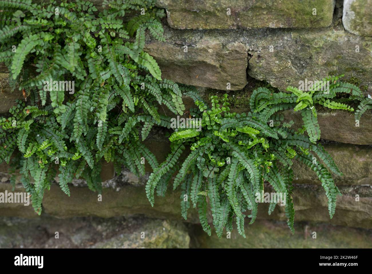 Brauner Streifenfarn, Braunstieliger Streifenfarn, Asplenium trichomanes, an einer alten Mauer, Maidenhair Spleenwort, Fausse-Capillaire Stock Photo