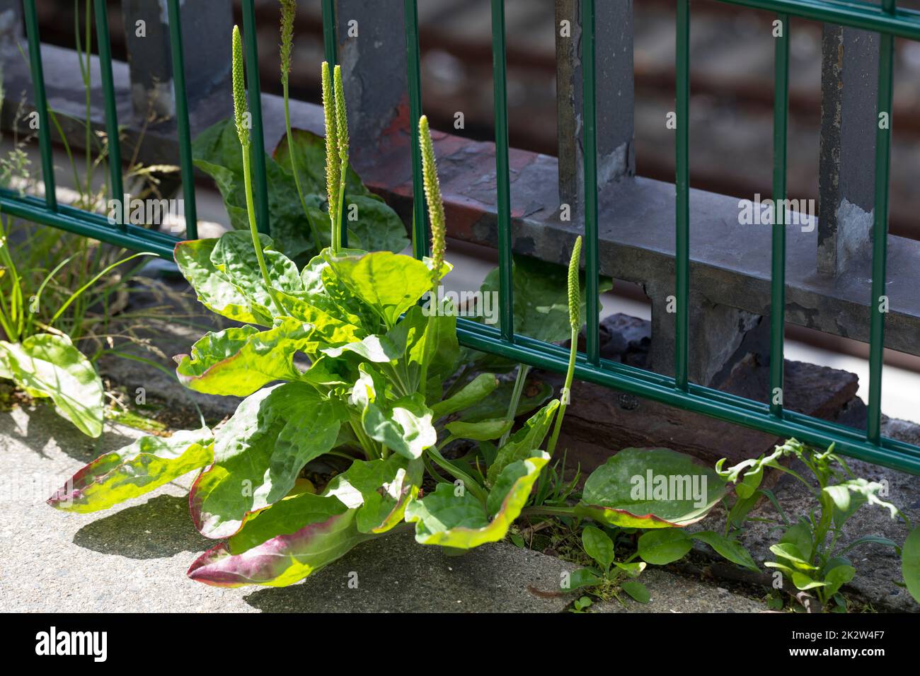 Breitwegerich, Breit-Wegerich, Großer Wegerich, Wegerich, Plantago major, Common Plantain, Plantain, broadleaf plantain, white man's foot, greater pla Stock Photo