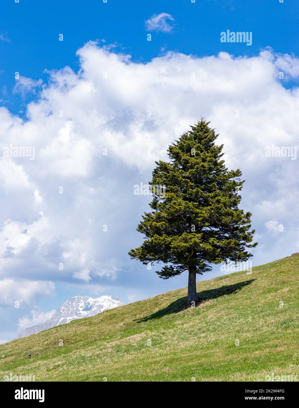 Hill with lonely tree hi-res stock photography and images - Alamy