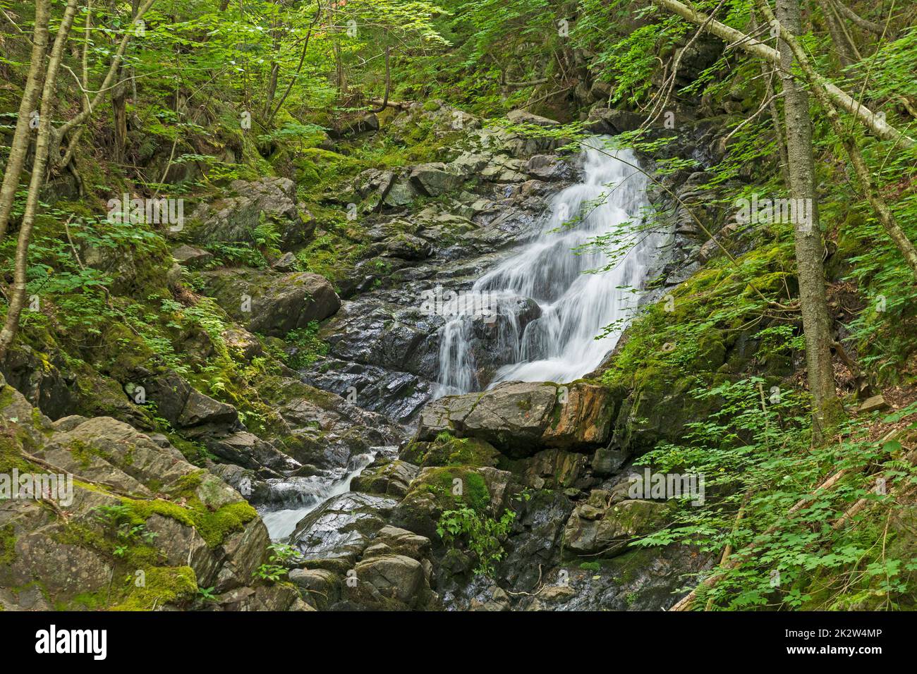 Quiet Cascade Coming Out of a Verdant Forest Stock Photo