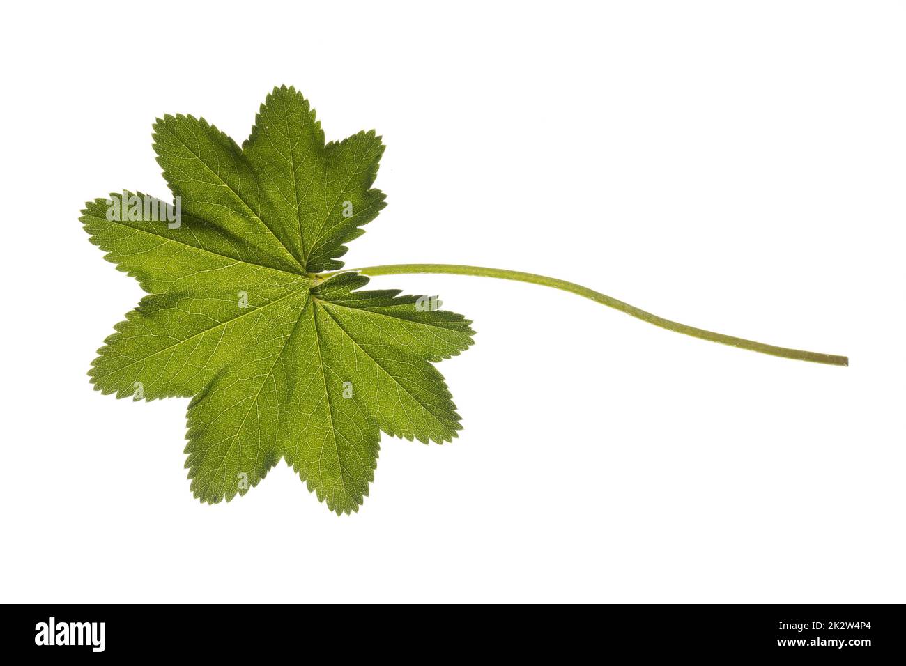 Gewöhnlicher Frauenmantel, Frauenmantel, Alchemilla vulgaris, Lady´s Mantle, Blatt, Blätter, leaf, leaves Stock Photo