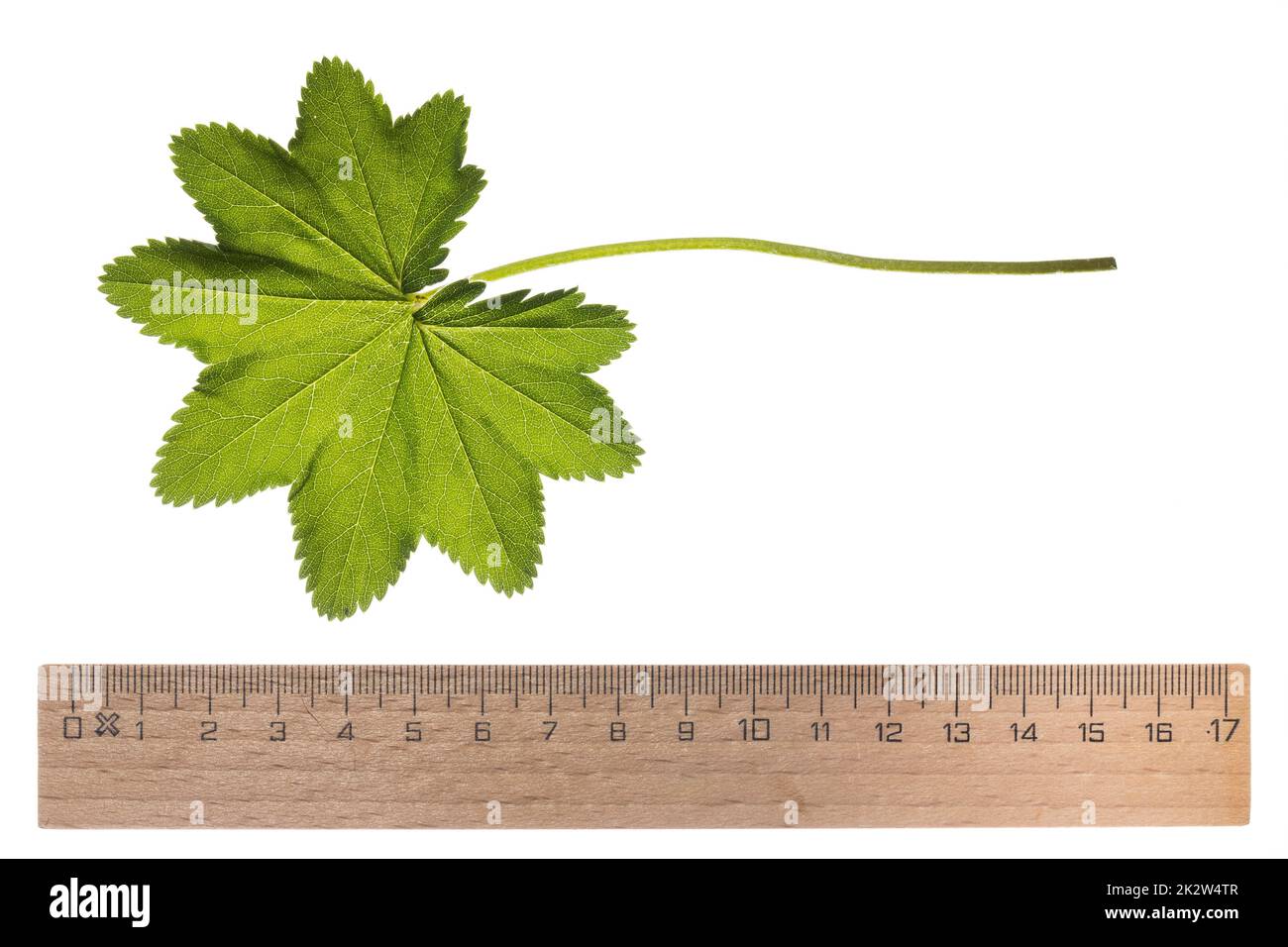 Gewöhnlicher Frauenmantel, Frauenmantel, Alchemilla vulgaris, Lady´s Mantle, Blatt, Blätter, leaf, leaves Stock Photo