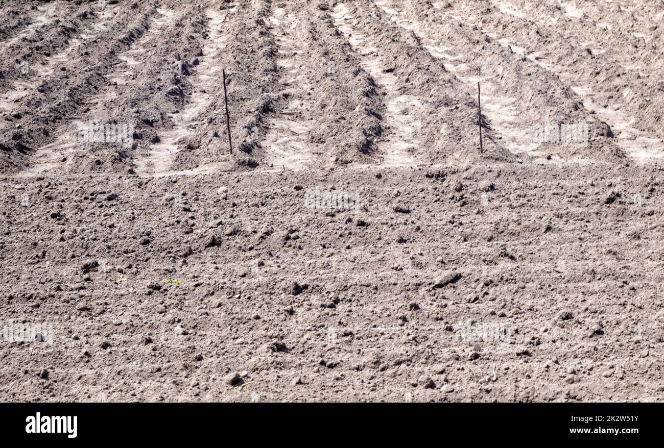 Long flat top rows, furrows, mounds for newly planted potatoes in a rural vegetable garden. A field with several rows of planted potatoes in early spring after sowing. Freshly plowed field. Stock Photo