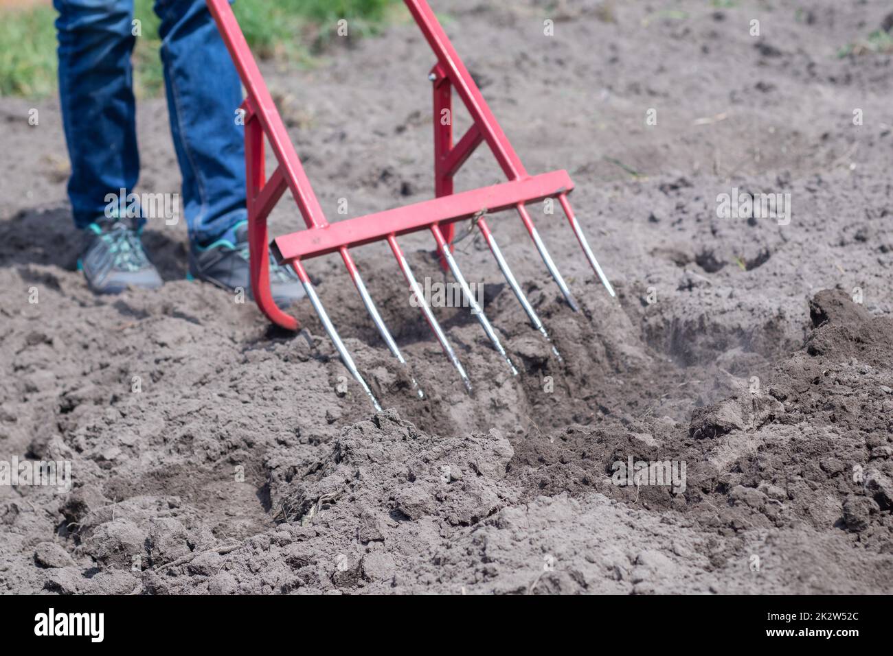 A farmer in jeans digs the ground with a red fork-shaped shovel. A miracle shovel, a handy tool. Manual cultivator. The cultivator is an efficient hand tool for tillage. Loosening the bed. Stock Photo