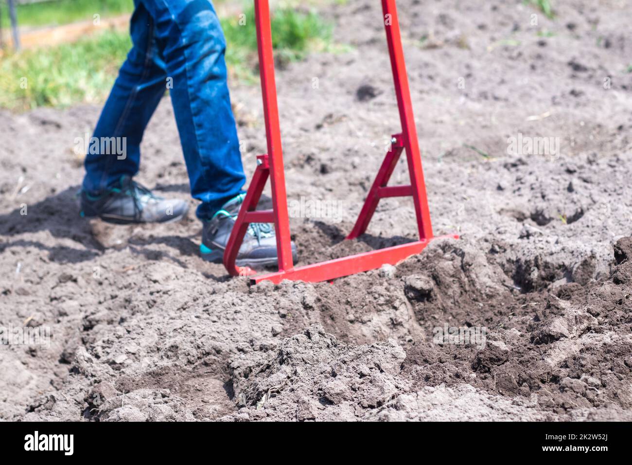 A farmer in jeans digs the ground with a red fork-shaped shovel. A miracle shovel, a handy tool. Manual cultivator. The cultivator is an efficient hand tool for tillage. Loosening the bed. Stock Photo