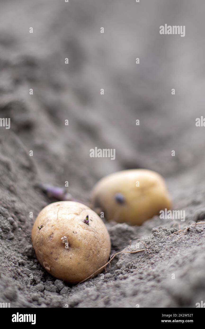 Sprouted potato tuber in the ground when planting. Selective focus. Early spring preparation for the garden season. Potato tuber close-up in a hole in the ground. Seed potatoes. Seasonal work. Stock Photo