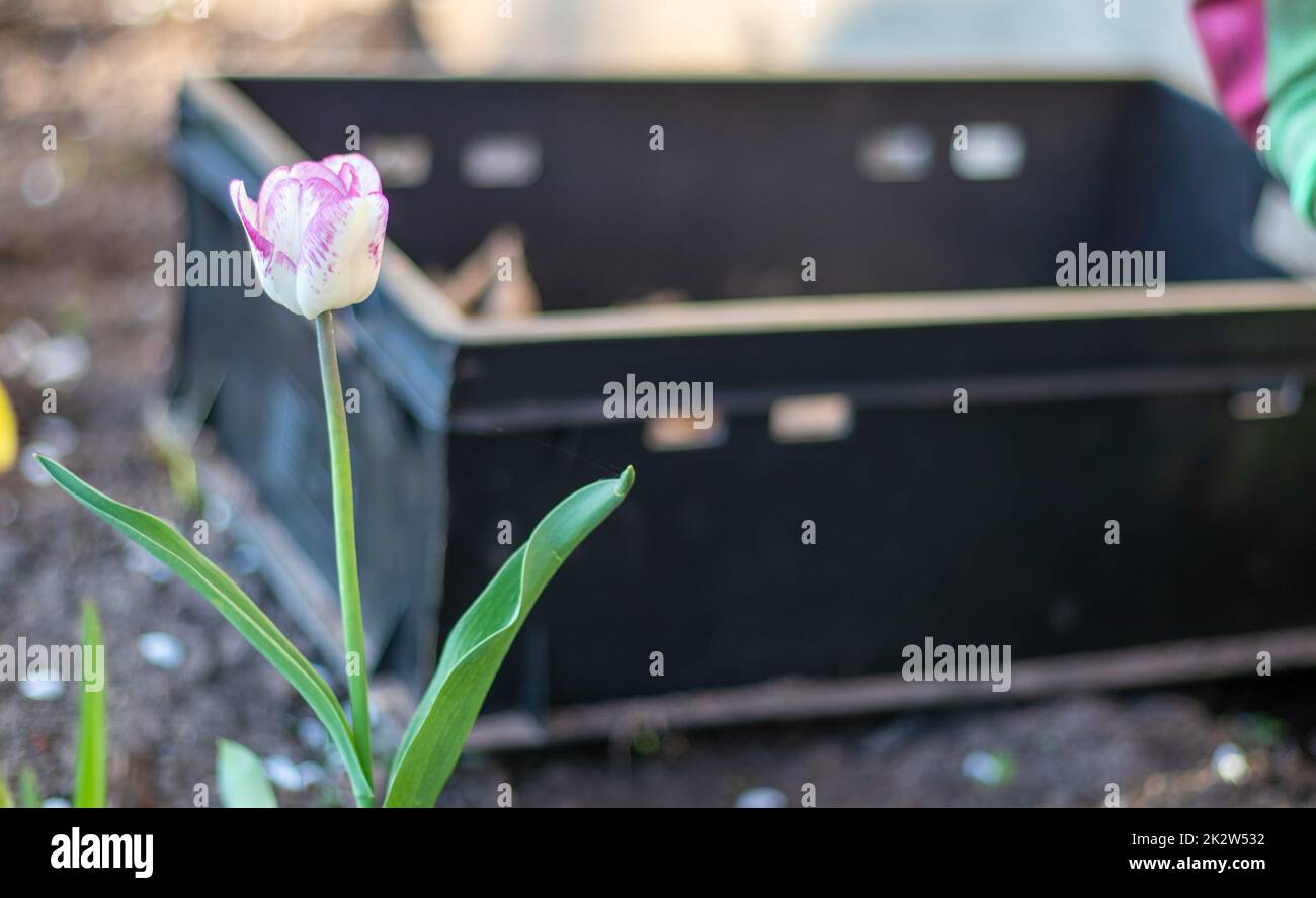 Spring or autumn planting of tulip bulbs in the ground in a flower garden. The concept of gardening in your garden. Gardening, flower bulbs in a large black plastic box in the background. Stock Photo